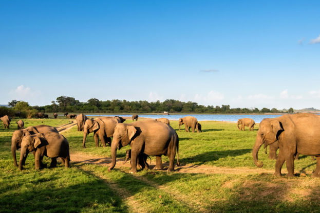 nws-sri-lanka-elephant-gathering-minneriya